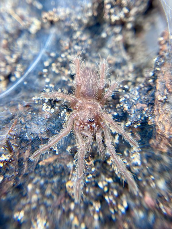 Chilobrachys sp. orange (1cm KL)
