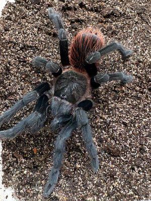 Sericopelma sp. chica (3,5cm KL)