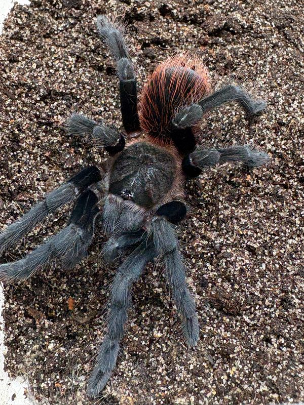 Sericopelma sp. chica (3,5cm KL)