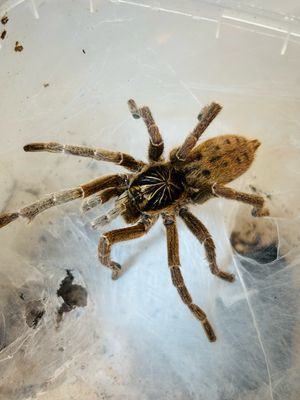 Pterinochilus lugardi (RH 12/25)