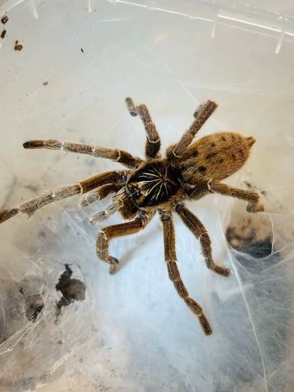 Pterinochilus lugardi (RH 12/25)