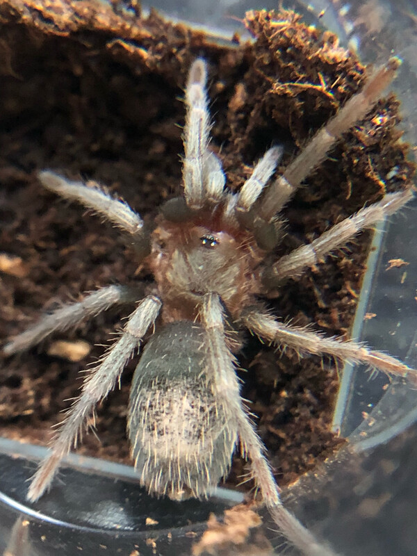 Ewok pruriens (4cm KL)