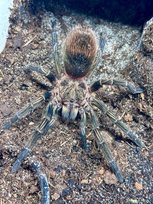 Ewok pruriens (3,5cm KL)