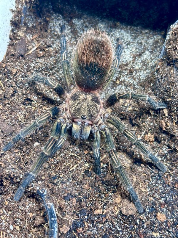 Ewok pruriens (3,5cm KL)