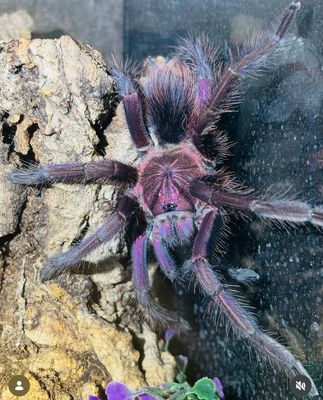 Phormictopus sp. Bayahibe (5,5cm KL)