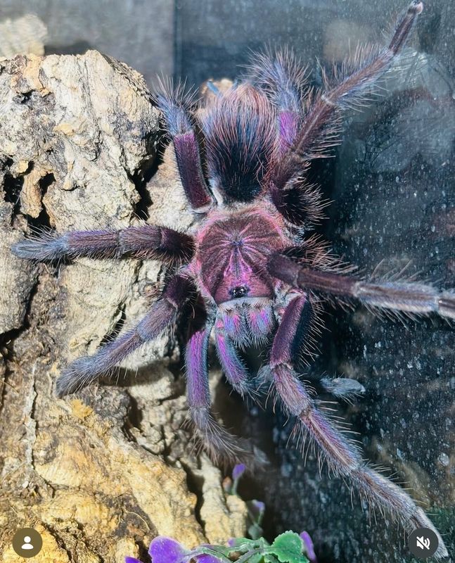 Phormictopus sp. Bayahibe (5,5cm KL)