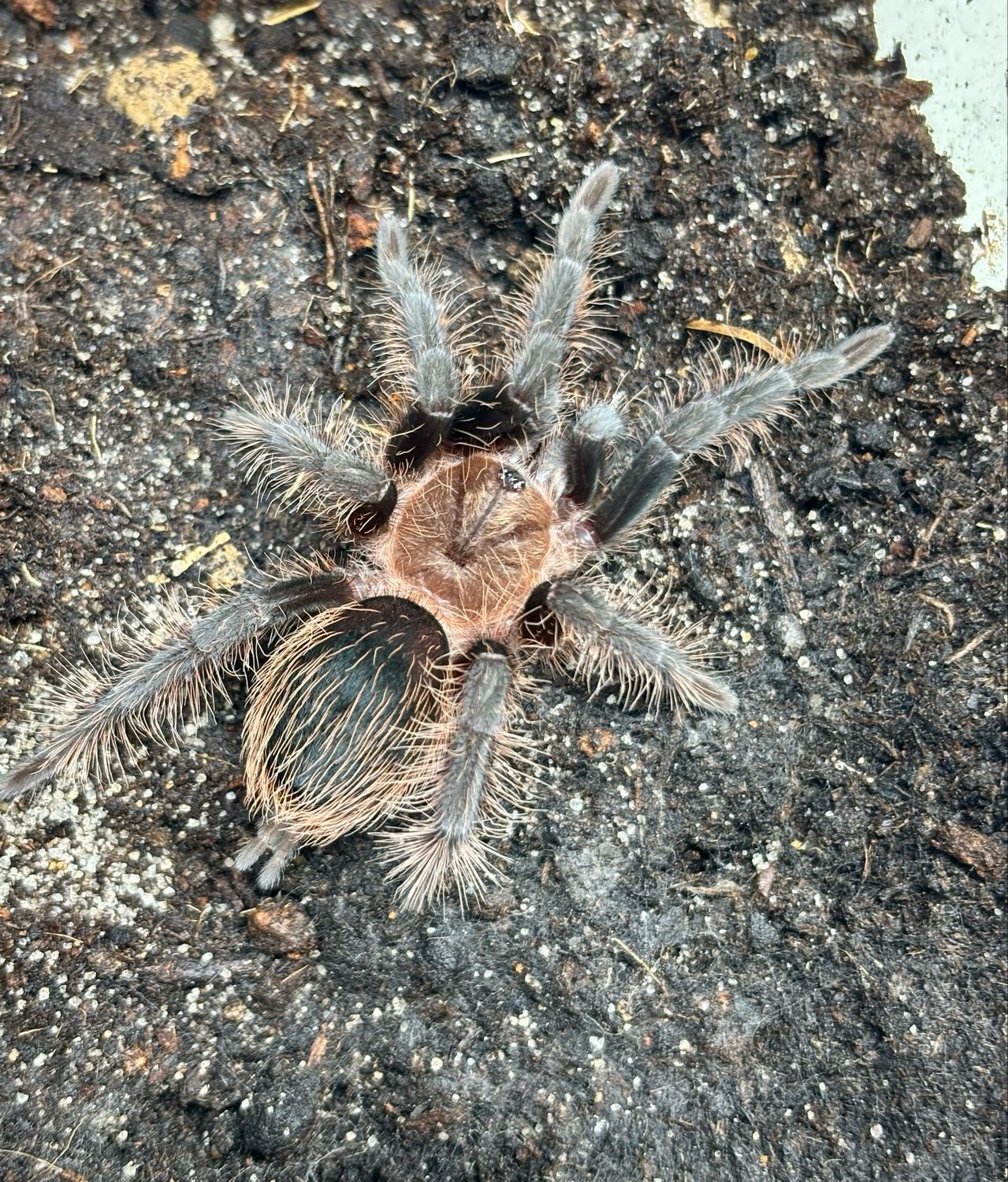 Tliltocatl albopilosum (3cm KL)