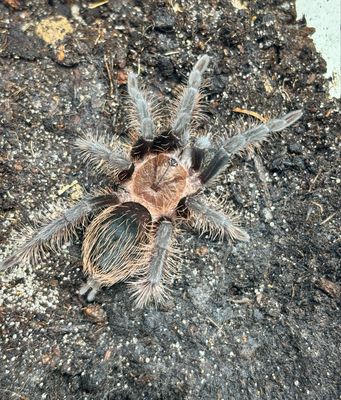 Tliltocatl albopilosum (3cm KL)