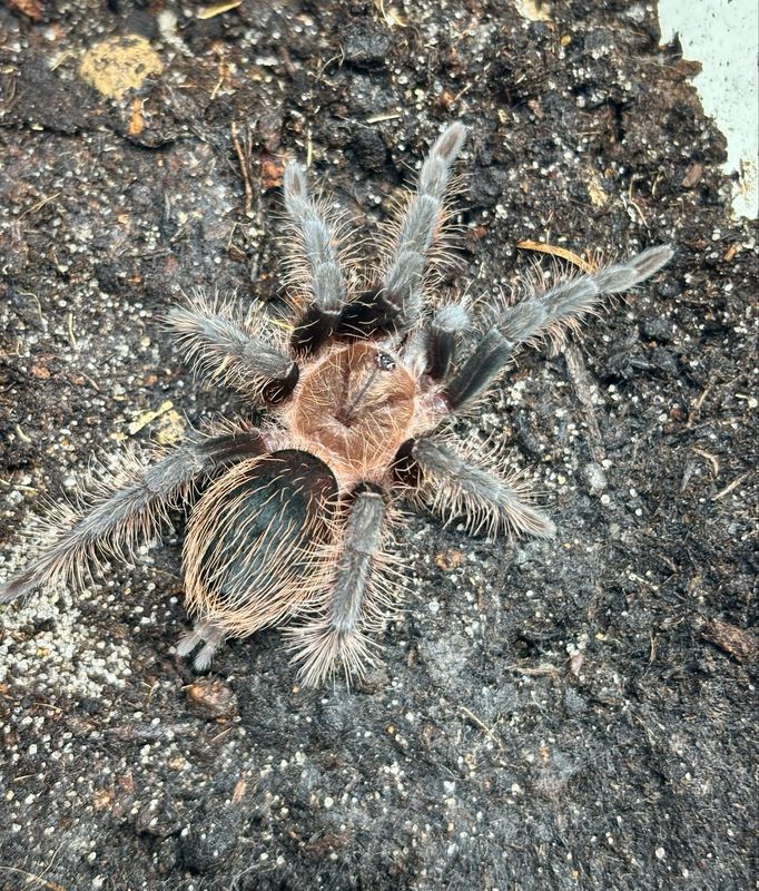 Tliltocatl albopilosum (3cm KL)