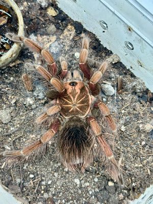 Pamphobeteus vespertinus (4cm KL)