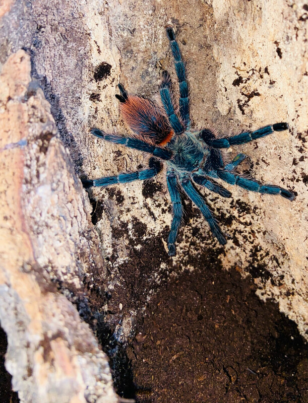 Dolichothele diamantinensis (3,5cm KL)