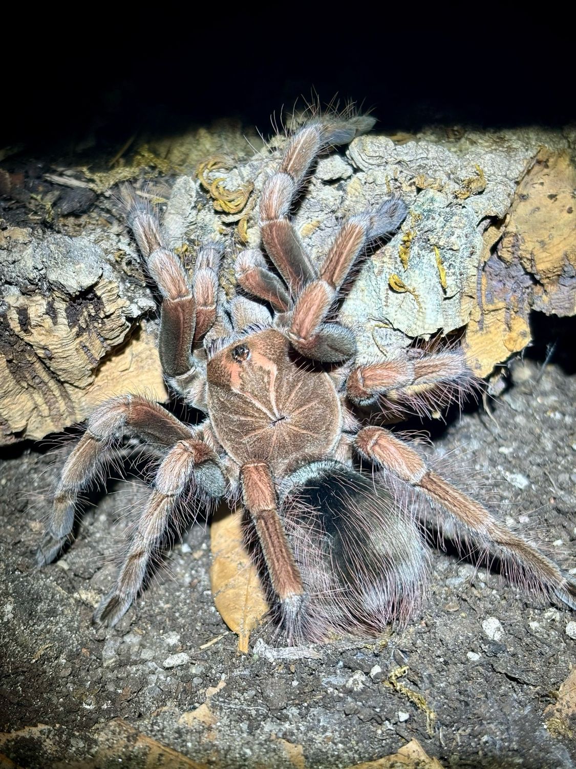 Pamphobeteus vespertinus (6cm KL)