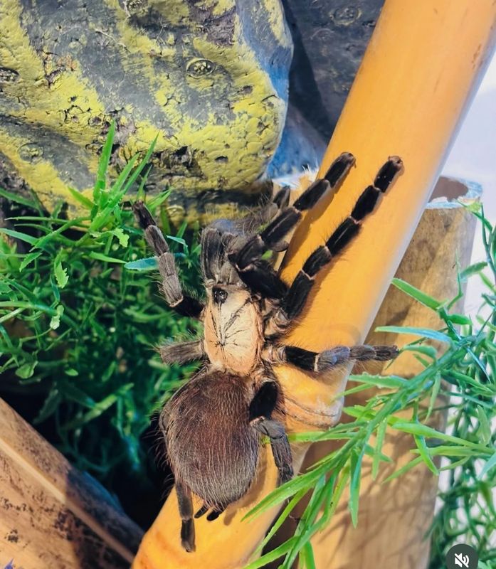 Taksinus bambus (3cm KL)