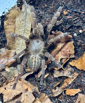 Ornithoctoninae sp. hai-bia (3cm KL)