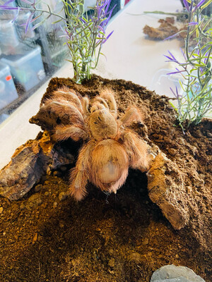 Nhandu tripepii (4cm KL)