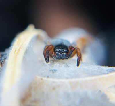 Gandananemo sp Afrika (1,5cm KL)