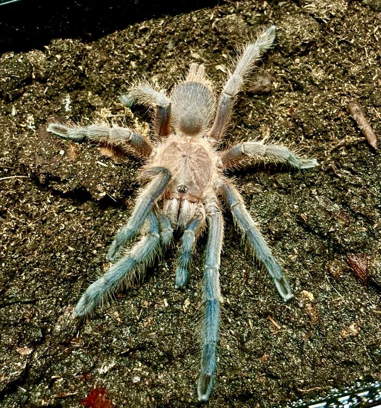 Chilobrachys sp. Kaeng Krachan (2,5cm KL)