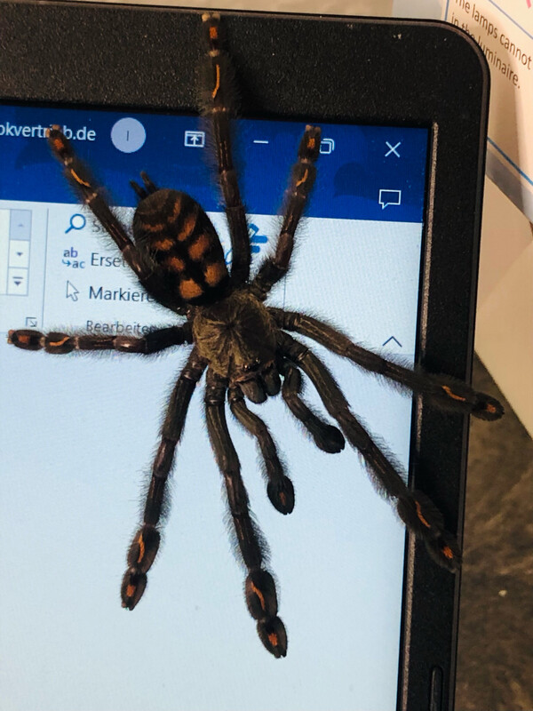 Psalmopoeus irminia (ca 3cm KL)