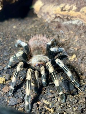 Vitalius chromatus (4cm KL)