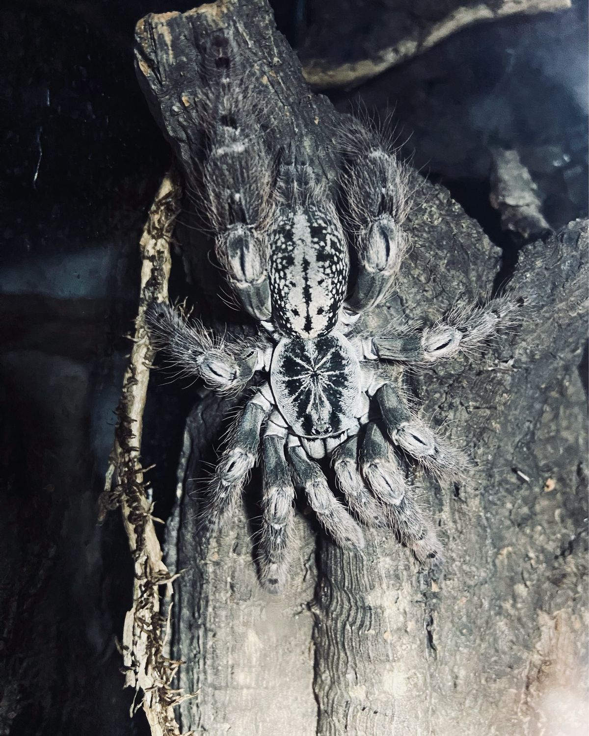 Heteroscodra maculata (3,5cm KL)