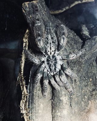 Heteroscodra maculata (RH 3/26)