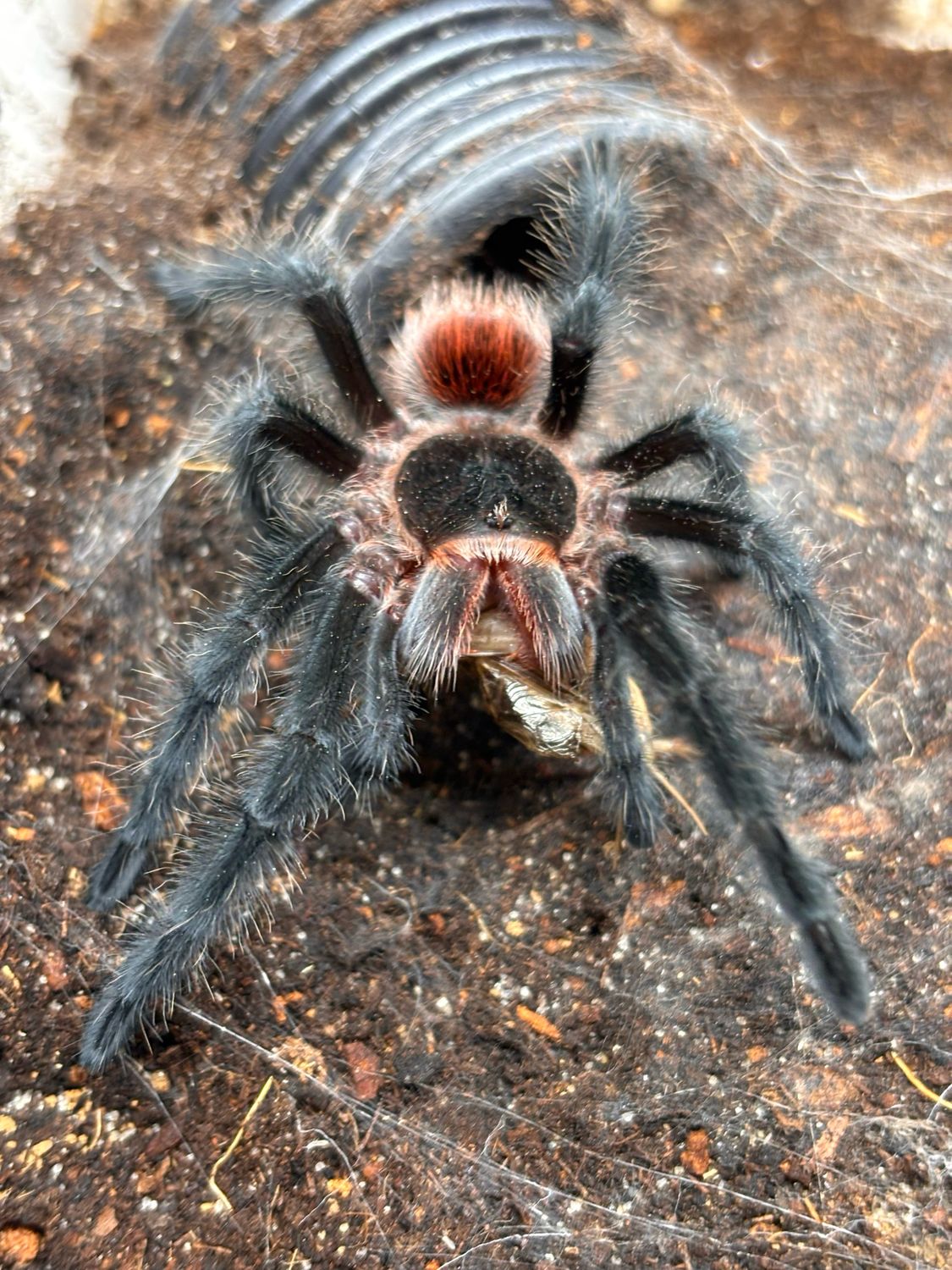 Grammostola actaeon (2,5 cm KL)