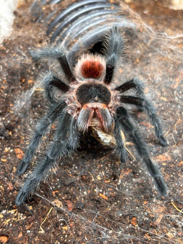 Grammostola actaeon (2,5 cm KL)