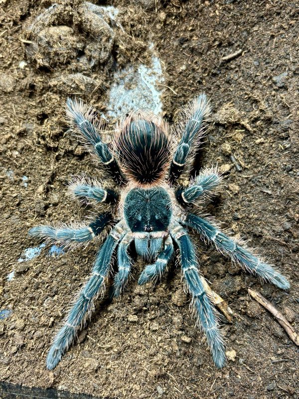 Lasiodora parahybana (RH 6/26)