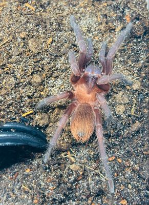 Citharacanthus cyaneus (RH 6/26)