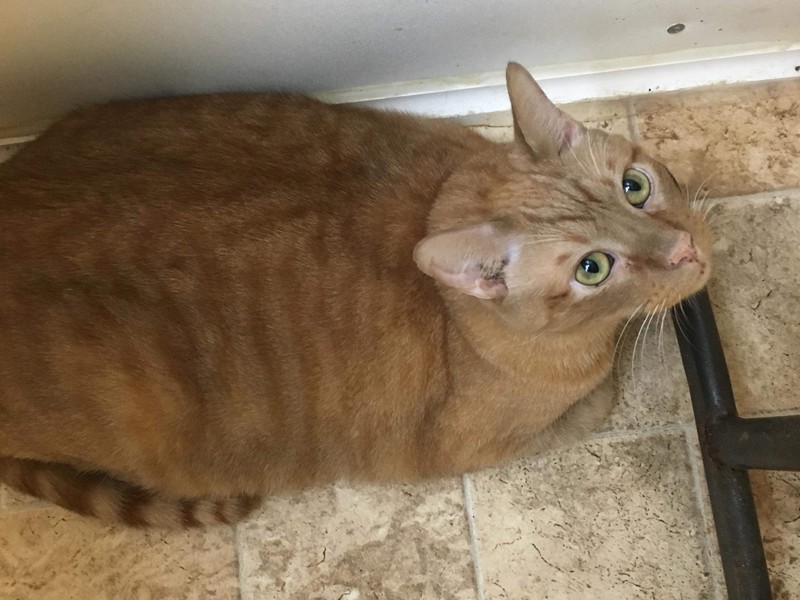 Simba-Neely