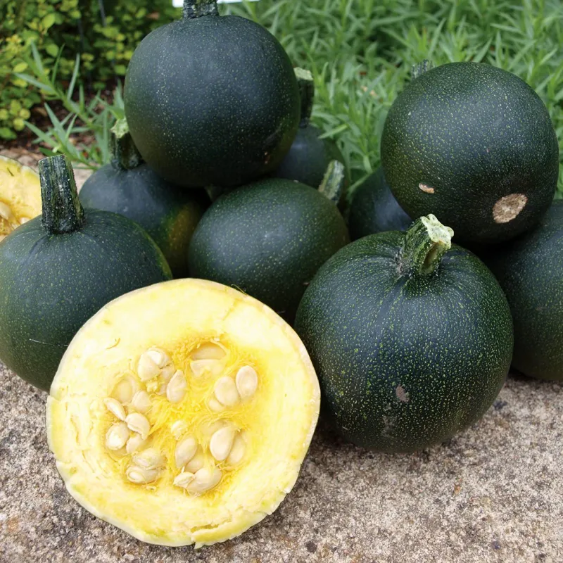 Gem Squash