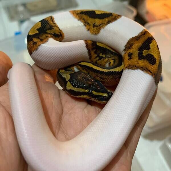 XZREPTILES