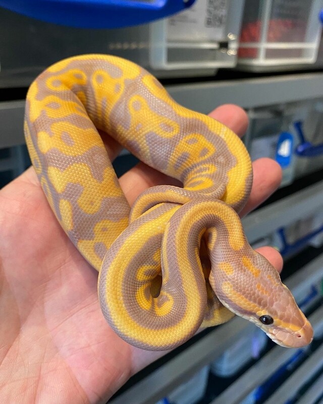 banana leopard