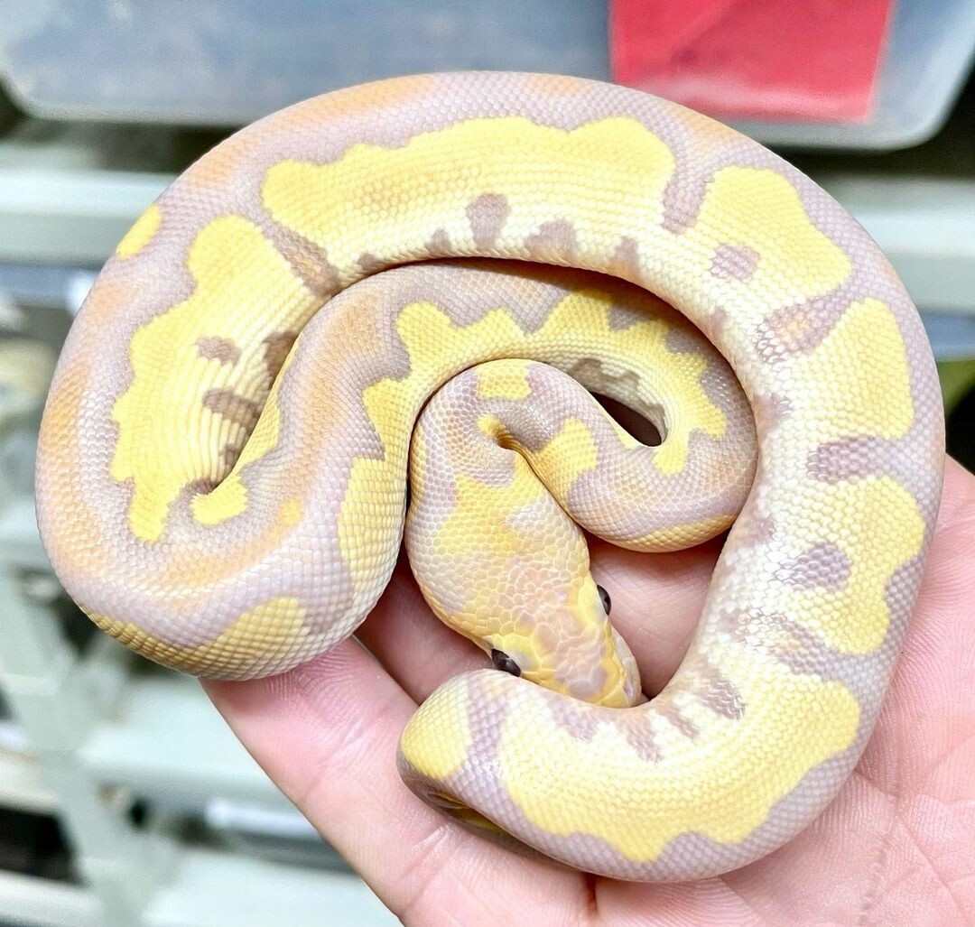 Mojave ultramel clown.