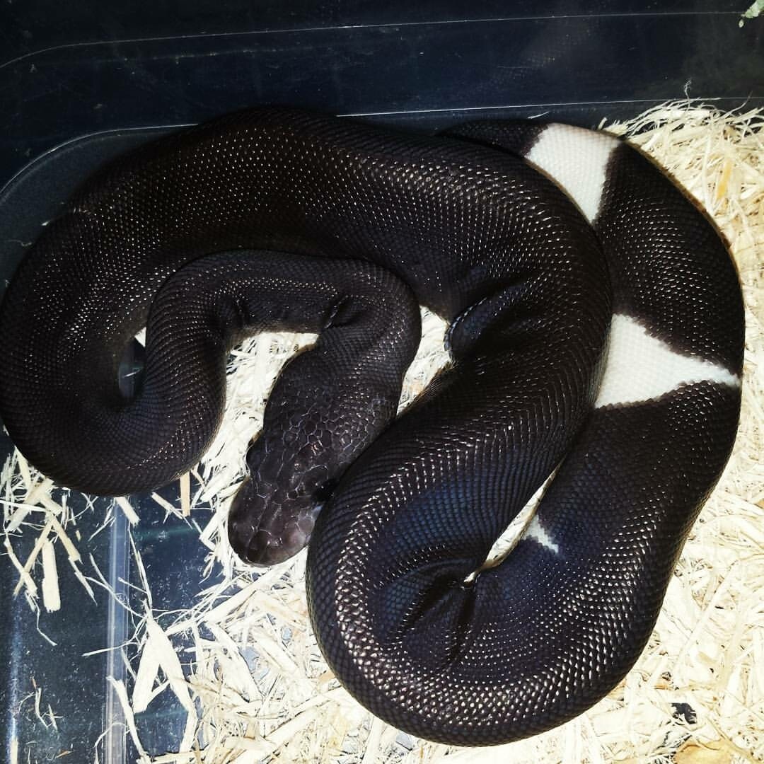 panda pied