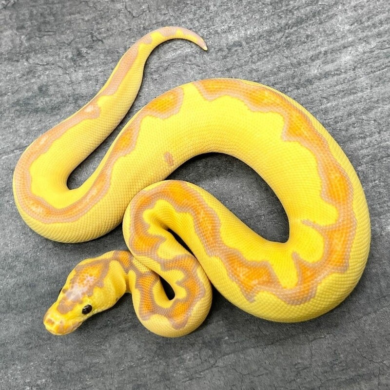 banana enchi clown