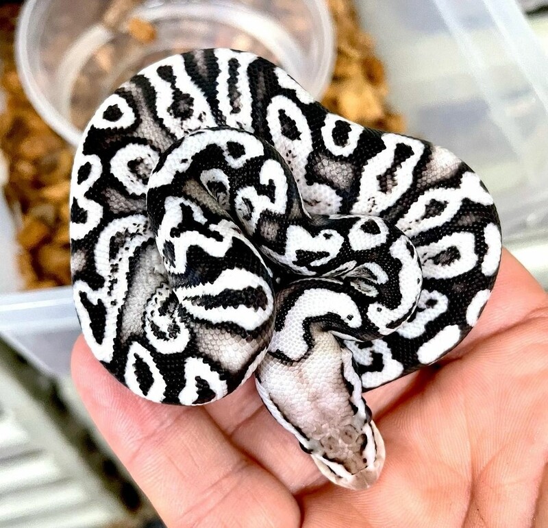 GHI axanthic