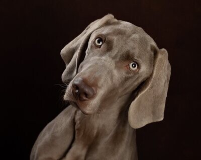 Special Dog Portrait Offer