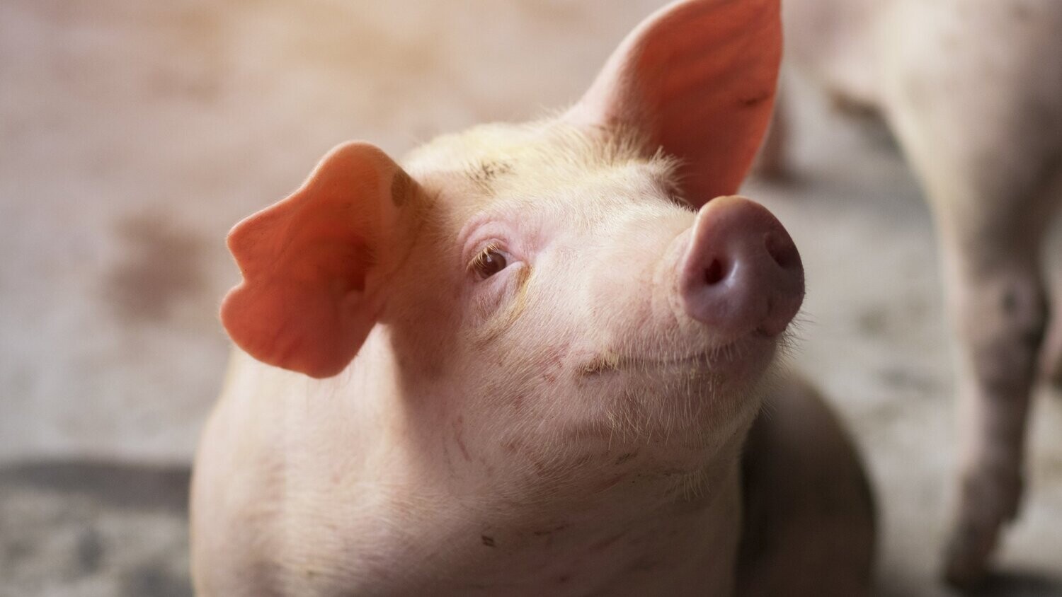 Pig Yim