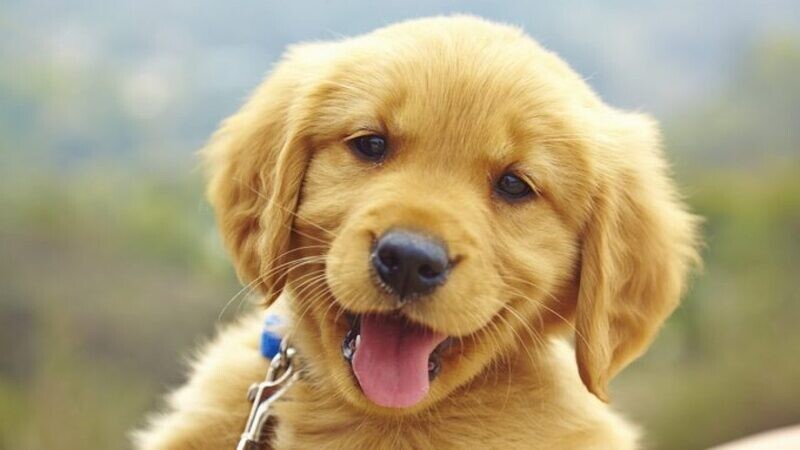 Dog Dog