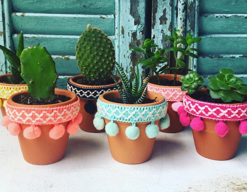 Cactus o suculentas mini