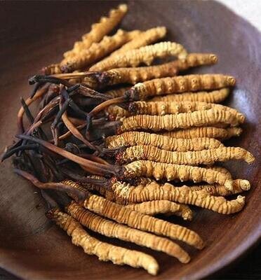 Cordyceps from Nepal