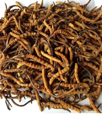 Yarsha Gumba Or Cordyceps 5 g.