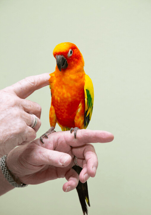 Sun Conures