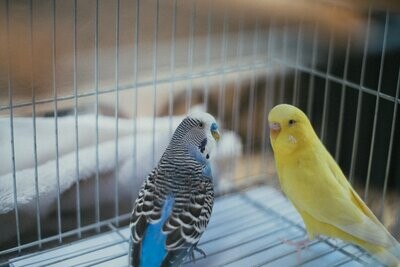 Assorted Colors Parakeets