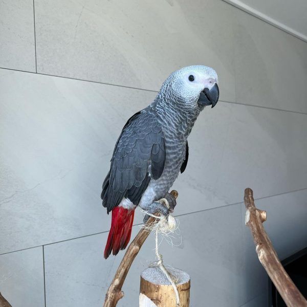 Congo African Gray Babies
