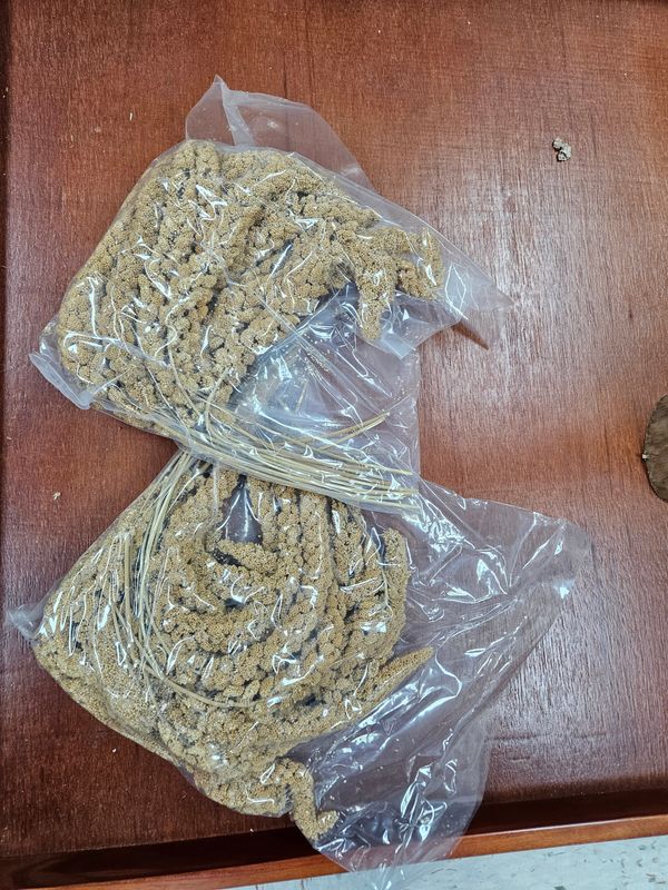 CALIFORNIA PREMIUM MILLET (2 POUNDS SHOWN)