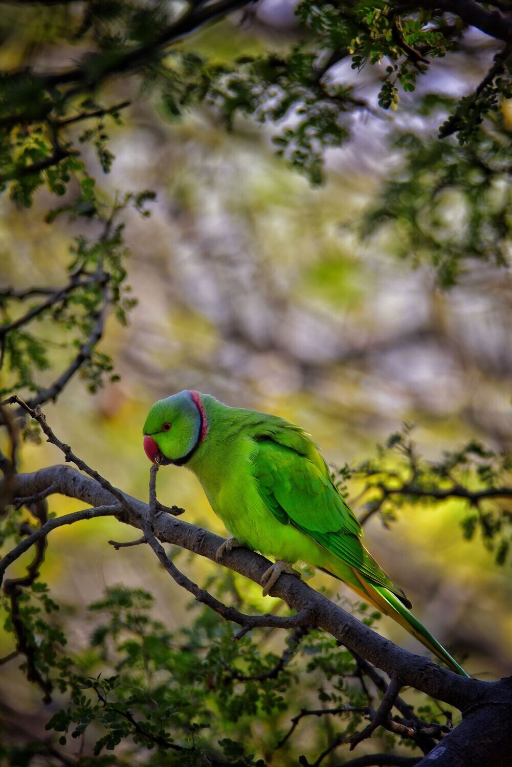 Blue Indian Ring Neck Parrots shipping $400 via delta or pick up in store