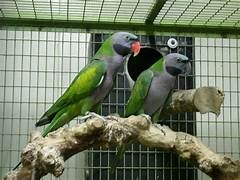 Derbyan Baby MALE  SHIPPING VIA DELTA ADD $400