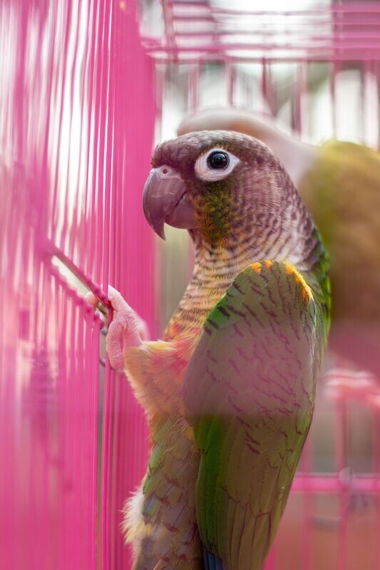 Black Cap Conures CANNOT SHIP MUST PICK UP